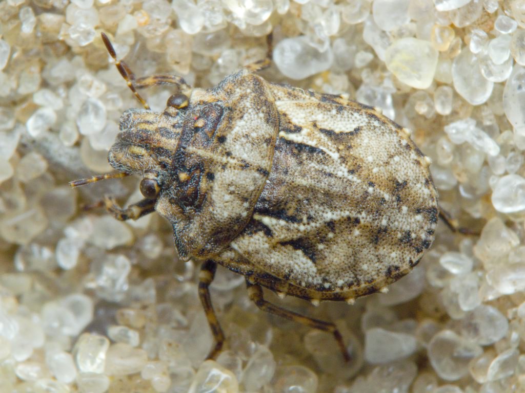 Phimodera humeralis (Dalman, 1823)